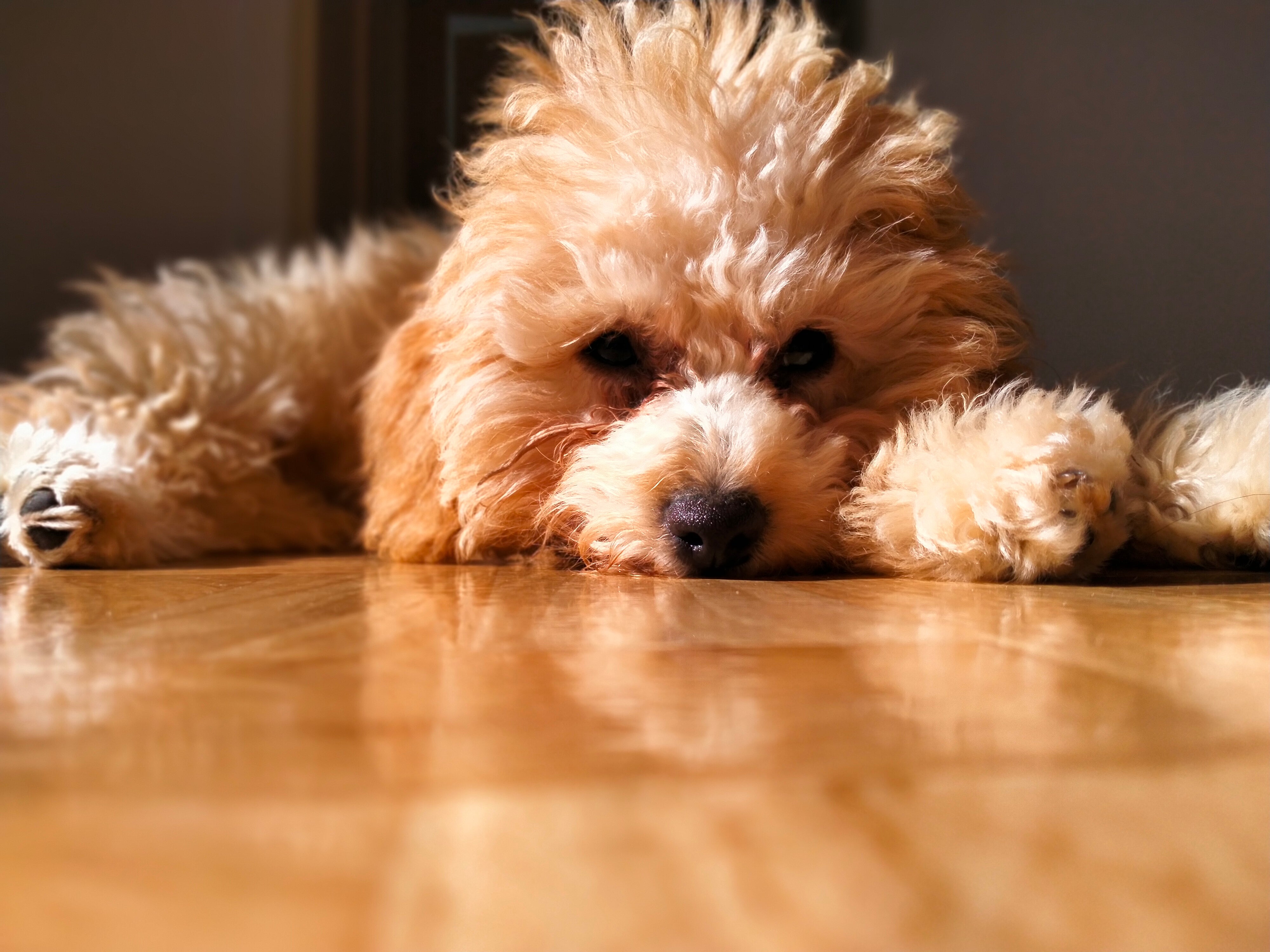 Adorable golden bichoodle laying on the floor staring into the camera